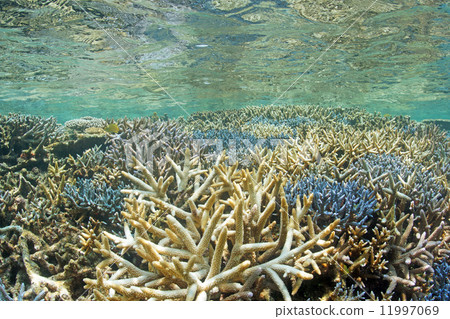 Coral one coral Coral one coral 11997069