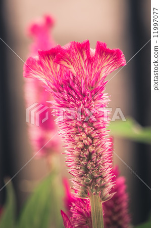 Celosia or Wool flowers or Cockscomb flower vintage Celosia or Wool flowers or Cockscomb flower vintage 11997077