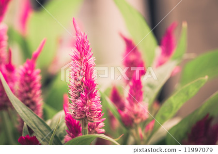 Celosia or Wool flowers or Cockscomb flower vintage 11997079