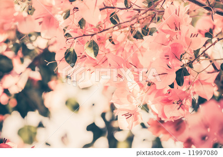 Paper flowers or Bougainvillea vintage 11997080