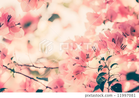 Paper flowers or Bougainvillea vintage Paper flowers or Bougainvillea vintage 11997081
