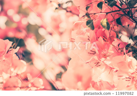 Paper flowers or Bougainvillea vintage Paper flowers or Bougainvillea vintage 11997082