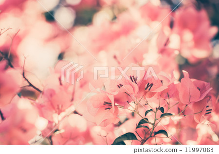 Paper flowers or Bougainvillea vintage Paper flowers or Bougainvillea vintage 11997083
