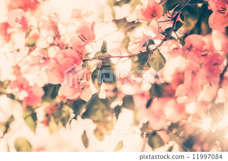 Paper flowers or Bougainvillea vintage Paper flowers or Bougainvillea vintage 11997084