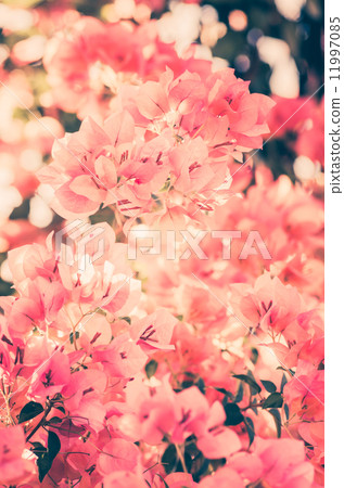 Paper flowers or Bougainvillea vintage Paper flowers or Bougainvillea vintage 11997085