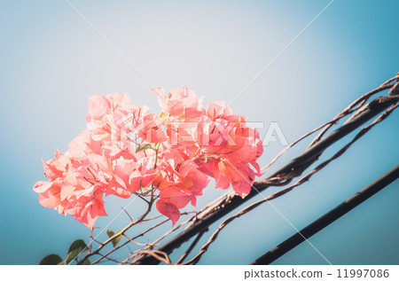 Paper flowers or Bougainvillea vintage Paper flowers or Bougainvillea vintage 11997086