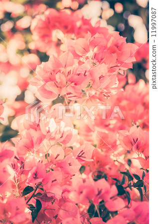 Paper flowers or Bougainvillea vintage Paper flowers or Bougainvillea vintage 11997087