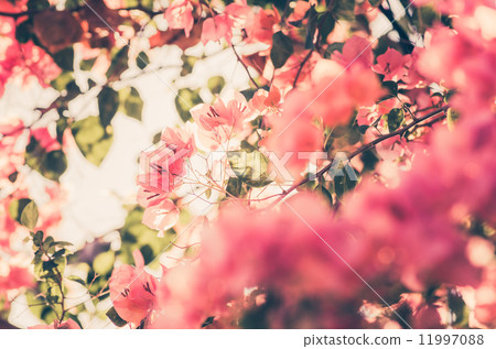 Paper flowers or Bougainvillea vintage Paper flowers or Bougainvillea vintage 11997088