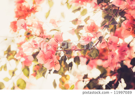 Paper flowers or Bougainvillea vintage Paper flowers or Bougainvillea vintage 11997089
