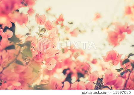 Paper flowers or Bougainvillea vintage Paper flowers or Bougainvillea vintage 11997090