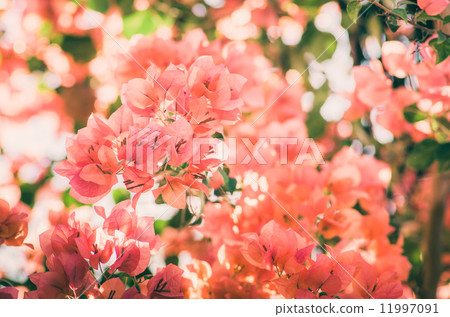 Paper flowers or Bougainvillea vintage Paper flowers or Bougainvillea vintage 11997091