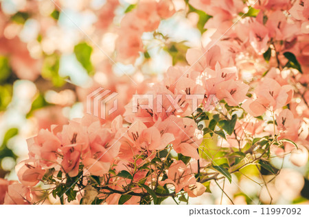 Paper flowers or Bougainvillea vintage Paper flowers or Bougainvillea vintage 11997092