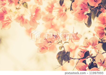 Paper flowers or Bougainvillea vintage Paper flowers or Bougainvillea vintage 11997093