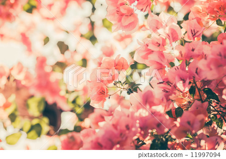 Paper flowers or Bougainvillea vintage Paper flowers or Bougainvillea vintage 11997094