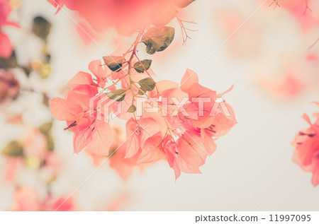 Paper flowers or Bougainvillea vintage Paper flowers or Bougainvillea vintage 11997095