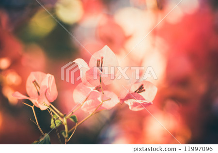 Paper flowers or Bougainvillea vintage Paper flowers or Bougainvillea vintage 11997096
