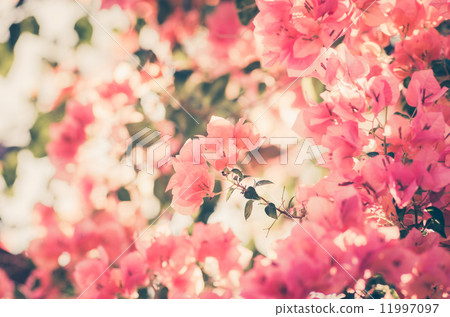 Paper flowers or Bougainvillea vintage Paper flowers or Bougainvillea vintage 11997097