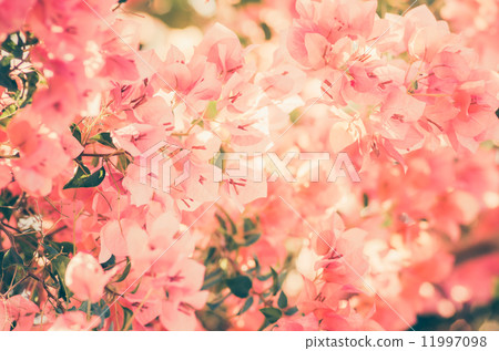 Paper flowers or Bougainvillea vintage Paper flowers or Bougainvillea vintage 11997098