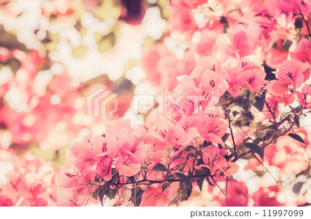 Paper flowers or Bougainvillea vintage Paper flowers or Bougainvillea vintage 11997099