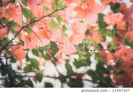 Paper flowers or Bougainvillea vintage 11997107