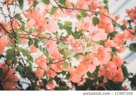 Paper flowers or Bougainvillea vintage Paper flowers or Bougainvillea vintage 11997108