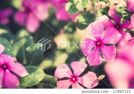 Catharanthus roseus or Periwinkle vintage Catharanthus roseus or Periwinkle vintage 11997115
