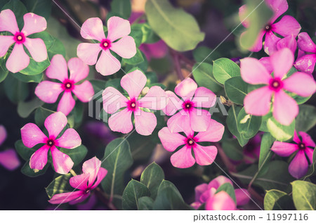 Catharanthus roseus or Periwinkle vintage 11997116