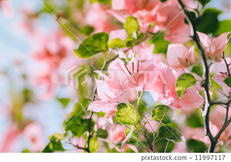 Paper flowers or Bougainvillea vintage Paper flowers or Bougainvillea vintage 11997117