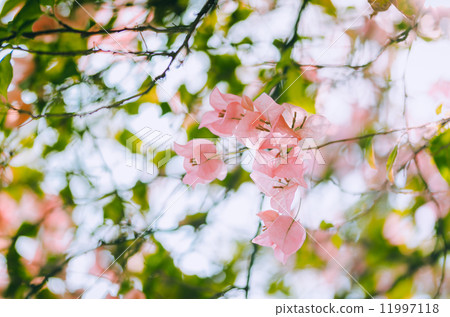 Paper flowers or Bougainvillea vintage Paper flowers or Bougainvillea vintage 11997118