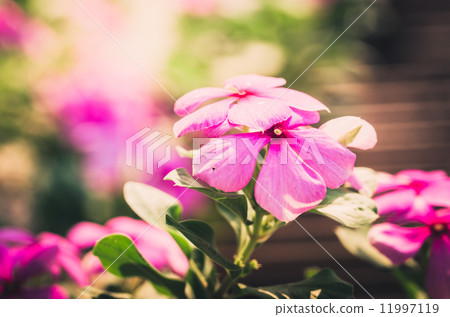 Catharanthus roseus or Periwinkle vintage Catharanthus roseus or Periwinkle vintage 11997119
