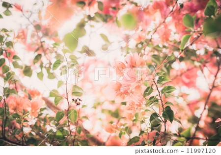 Paper flowers or Bougainvillea vintage 11997120