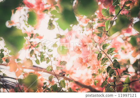 Paper flowers or Bougainvillea vintage Paper flowers or Bougainvillea vintage 11997121