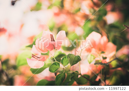 Paper flowers or Bougainvillea vintage Paper flowers or Bougainvillea vintage 11997122