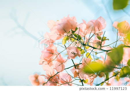 Paper flowers or Bougainvillea vintage Paper flowers or Bougainvillea vintage 11997123