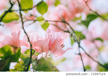 Paper flowers or Bougainvillea vintage Paper flowers or Bougainvillea vintage 11997124