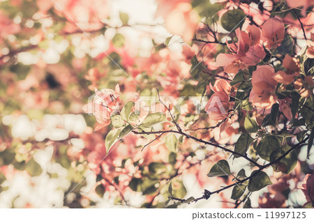 Paper flowers or Bougainvillea vintage Paper flowers or Bougainvillea vintage 11997125