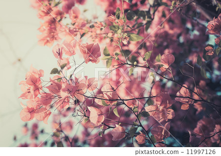 Paper flowers or Bougainvillea vintage 11997126