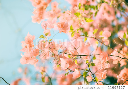 Paper flowers or Bougainvillea vintage Paper flowers or Bougainvillea vintage 11997127
