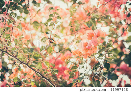 Paper flowers or Bougainvillea vintage Paper flowers or Bougainvillea vintage 11997128