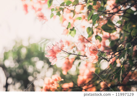 Paper flowers or Bougainvillea vintage Paper flowers or Bougainvillea vintage 11997129