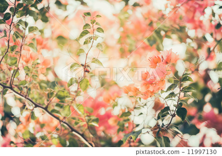 Paper flowers or Bougainvillea vintage 11997130