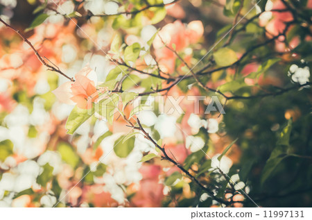 Paper flowers or Bougainvillea vintage Paper flowers or Bougainvillea vintage 11997131