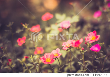 Common Purslane or Verdolaga or Pigweed or Little Hogweed or Pus Common Purslane or Verdolaga or Pigweed or Little Hogweed or Pus 11997133