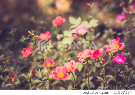 Common Purslane or Verdolaga or Pigweed or Little Hogweed or Pus Common Purslane or Verdolaga or Pigweed or Little Hogweed or Pus 11997134