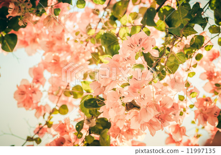 Paper flowers or Bougainvillea vintage Paper flowers or Bougainvillea vintage 11997135