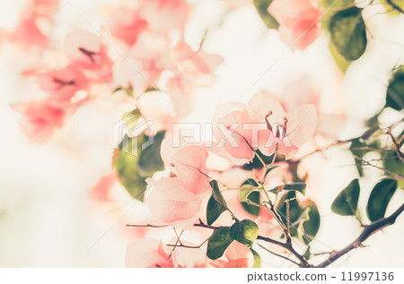 Paper flowers or Bougainvillea vintage Paper flowers or Bougainvillea vintage 11997136
