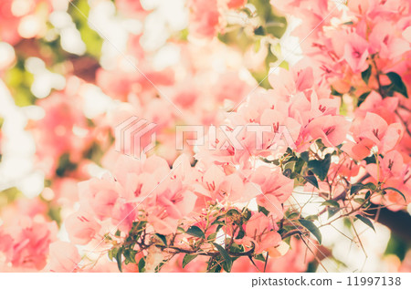 Paper flowers or Bougainvillea vintage Paper flowers or Bougainvillea vintage 11997138