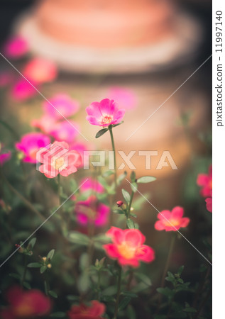 Common Purslane or Verdolaga or Pigweed or Little Hogweed or Pus 11997140