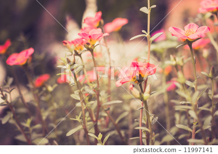 Common Purslane or Verdolaga or Pigweed or Little Hogweed or Pus Common Purslane or Verdolaga or Pigweed or Little Hogweed or Pus 11997141