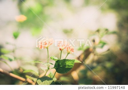 Lantana or Wild sage or Cloth of gold vintage 11997148